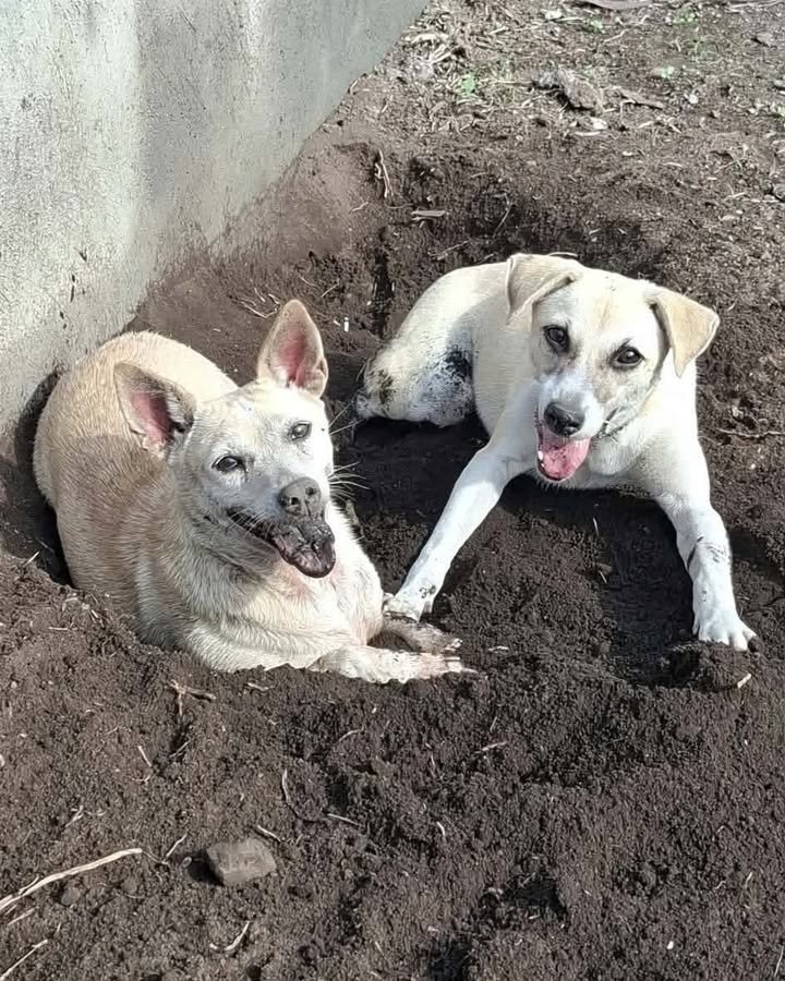 Dumaguete Animal Sanctuary