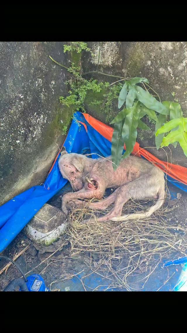 Dumaguete Animal Sanctuary