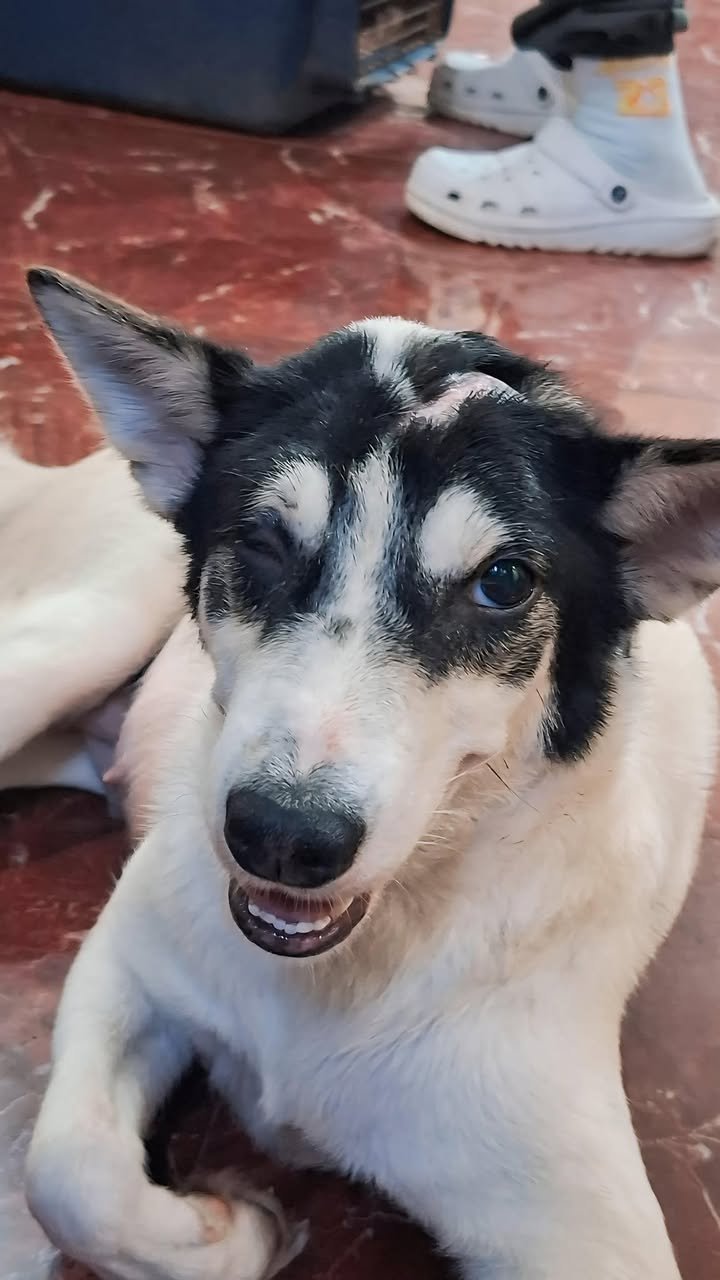 Dumaguete Animal Sanctuary
