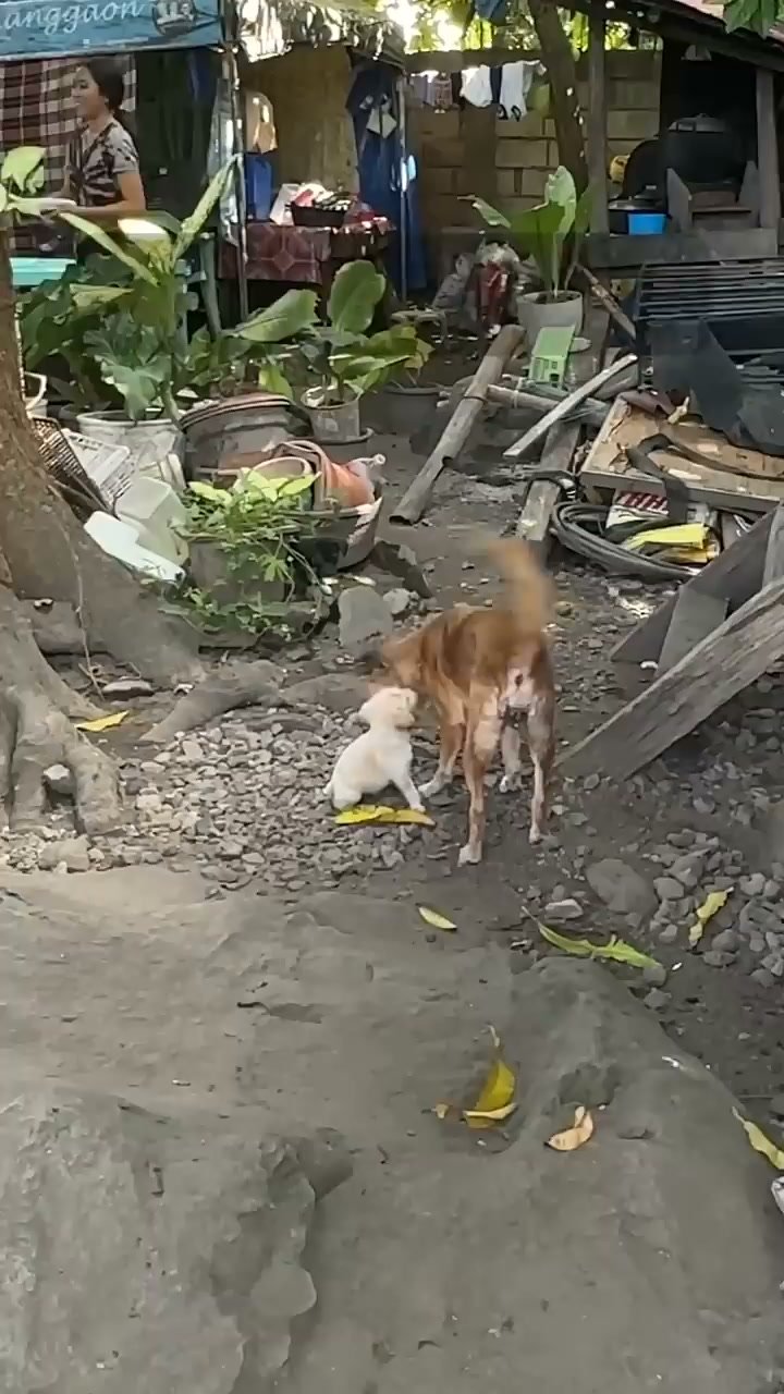 Dumaguete Animal Sanctuary
