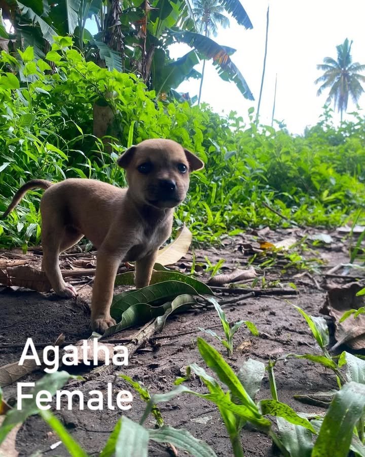 Dumaguete Animal Sanctuary