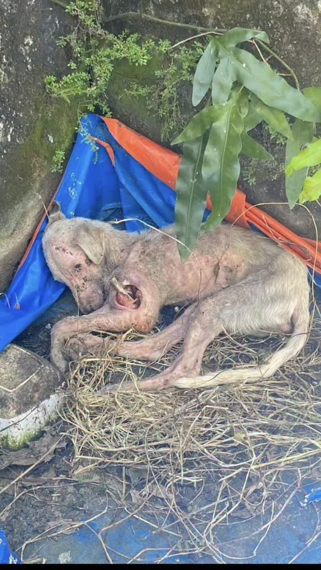 Dumaguete Animal Sanctuary