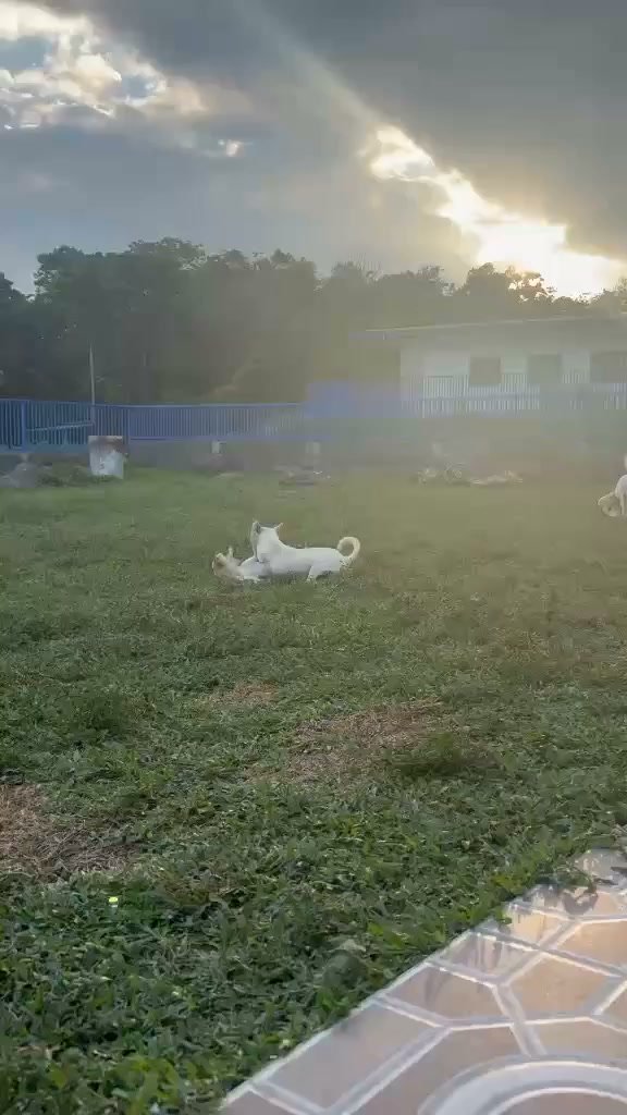 Dumaguete Animal Sanctuary