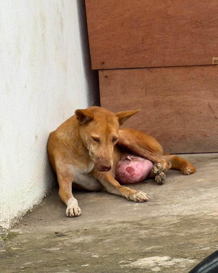 Dumaguete Animal Sanctuary