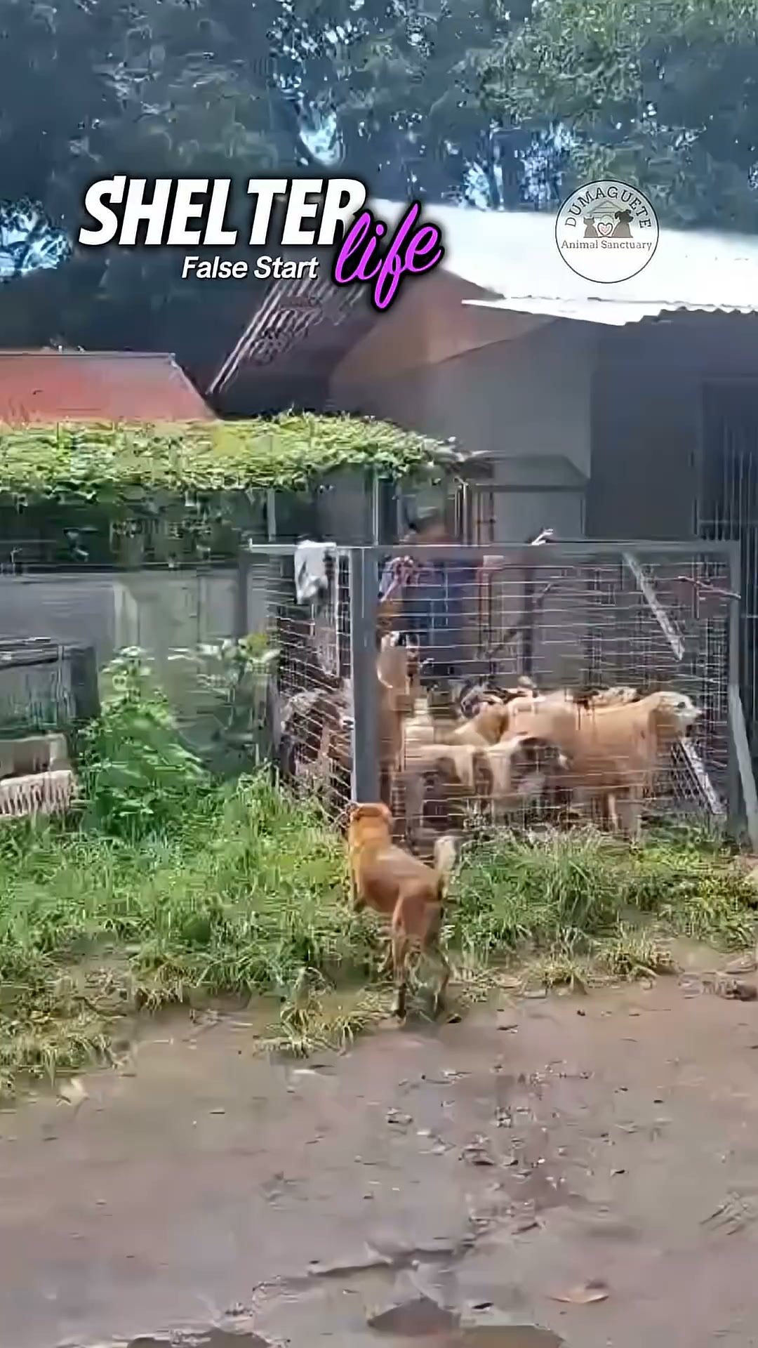 Dumaguete Animal Sanctuary