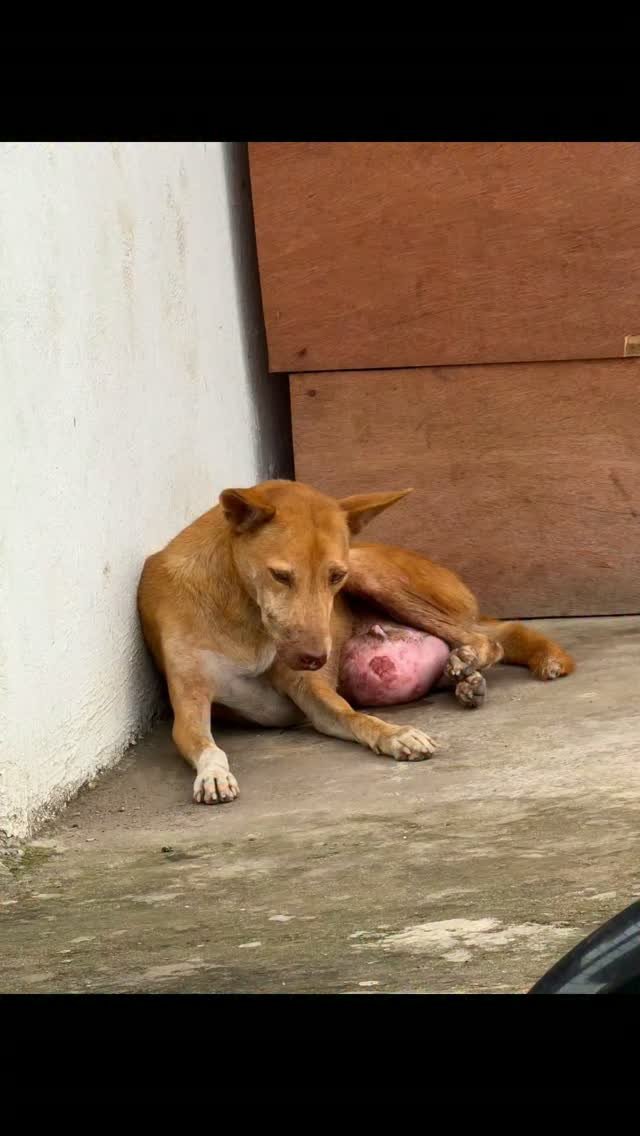 Dumaguete Animal Sanctuary