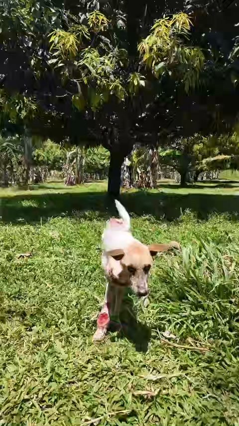 Dumaguete Animal Sanctuary