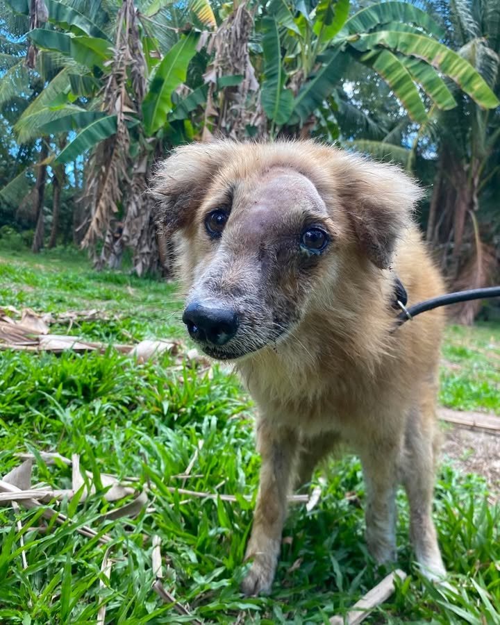 Dumaguete Animal Sanctuary
