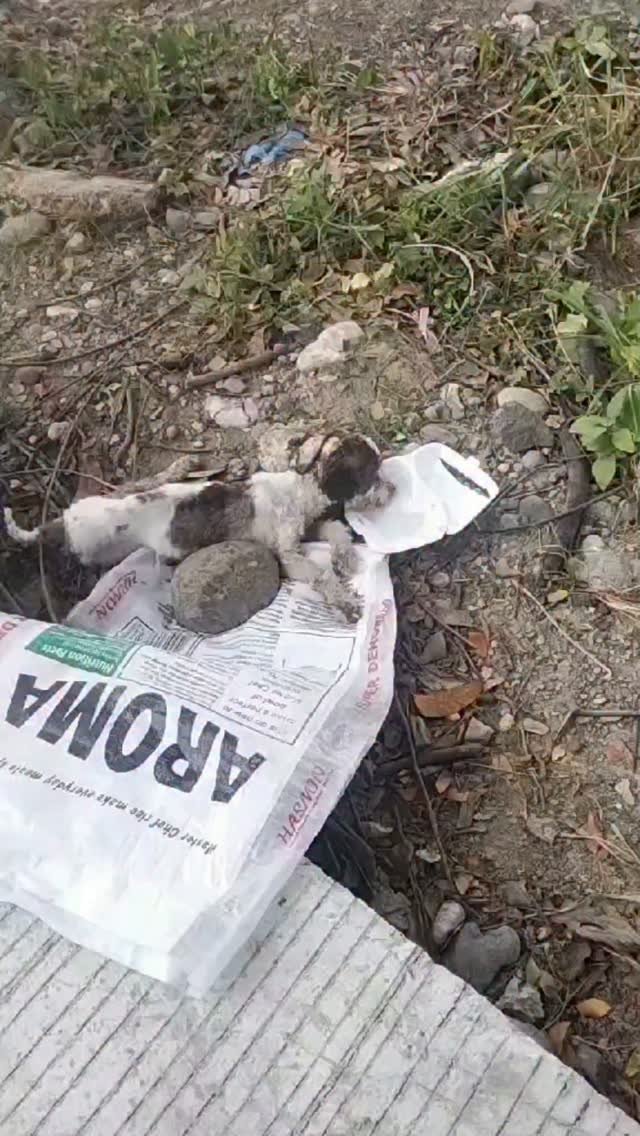 Dumaguete Animal Sanctuary