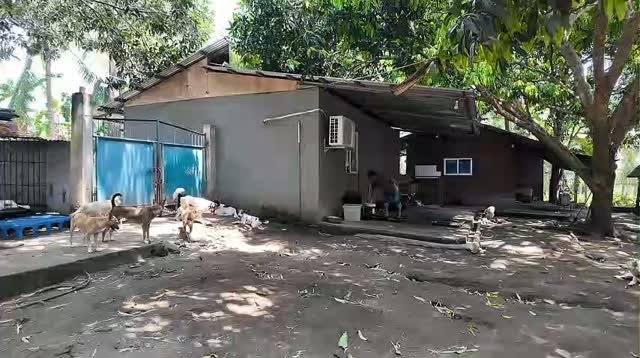 Dumaguete Animal Sanctuary