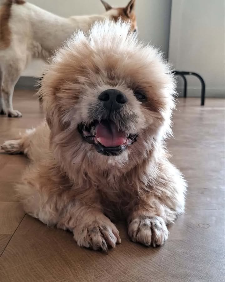 Dumaguete Animal Sanctuary