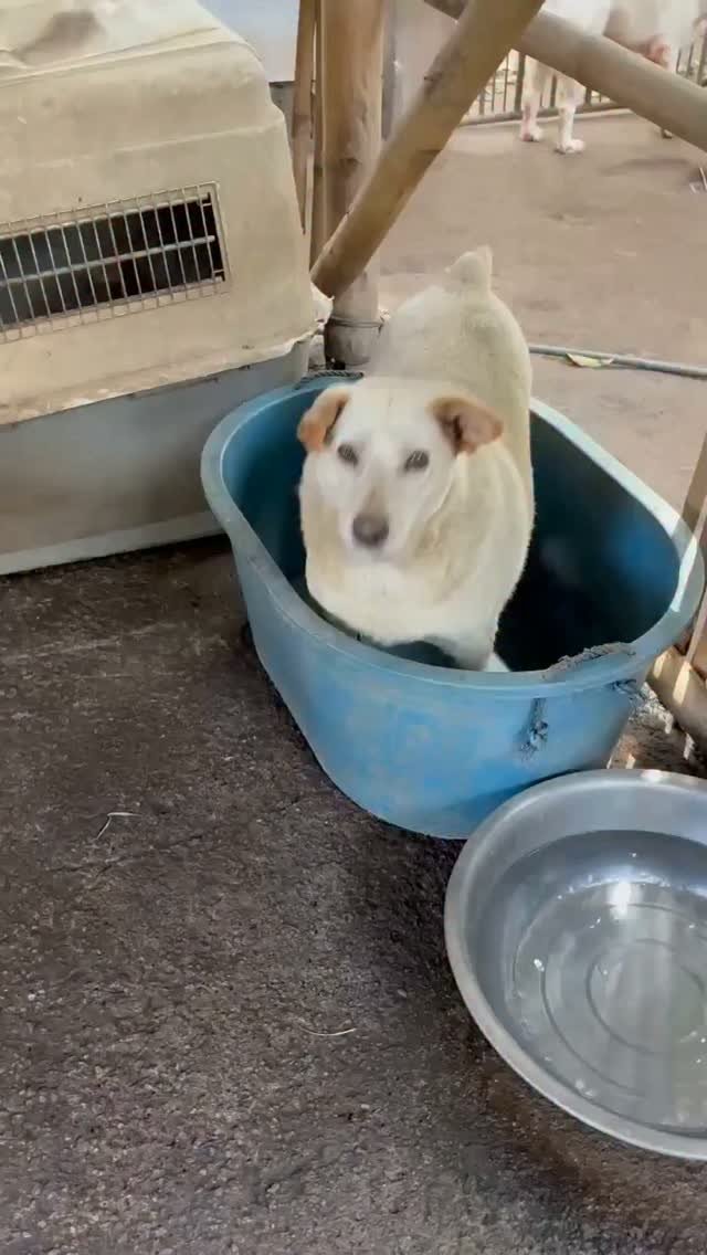 Dumaguete Animal Sanctuary