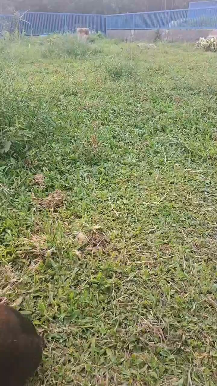 Dumaguete Animal Sanctuary