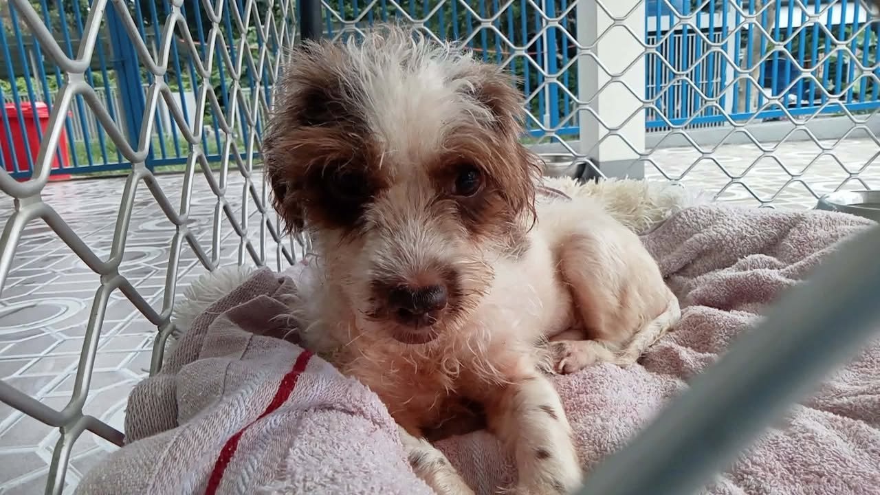 Dumaguete Animal Sanctuary